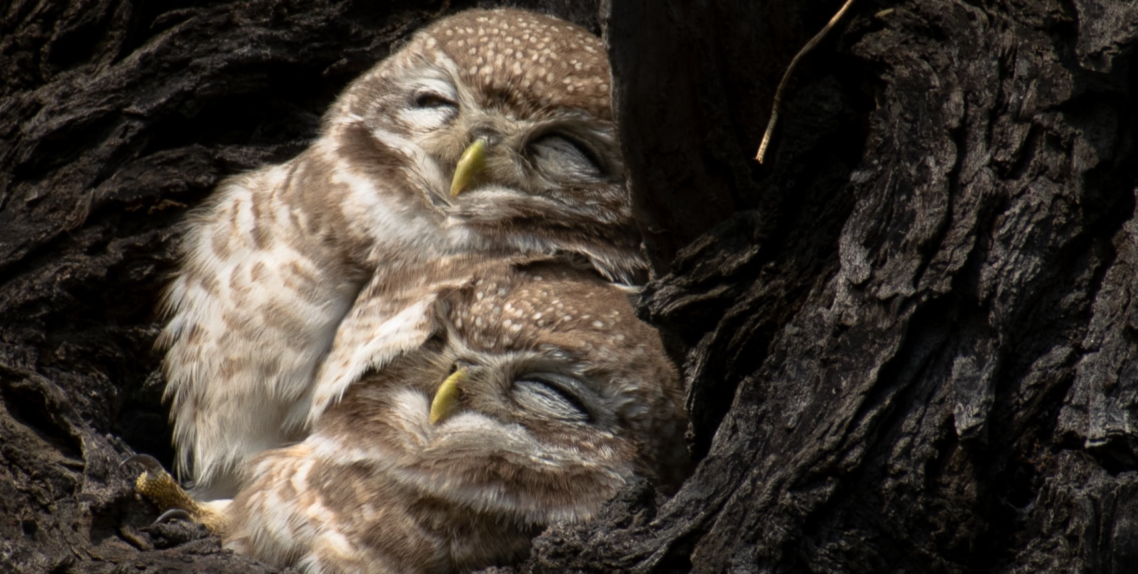 Watching cute animals is great for your health