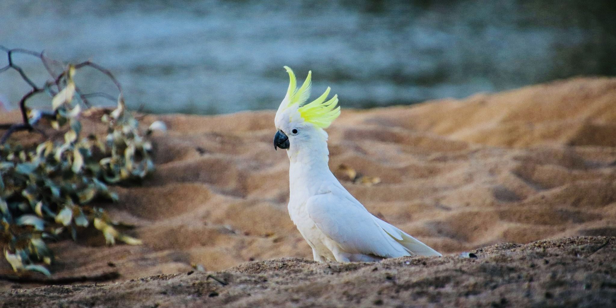 The Cockatoo: The Bird That Dances, Solves Puzzles and Lives to Eighty