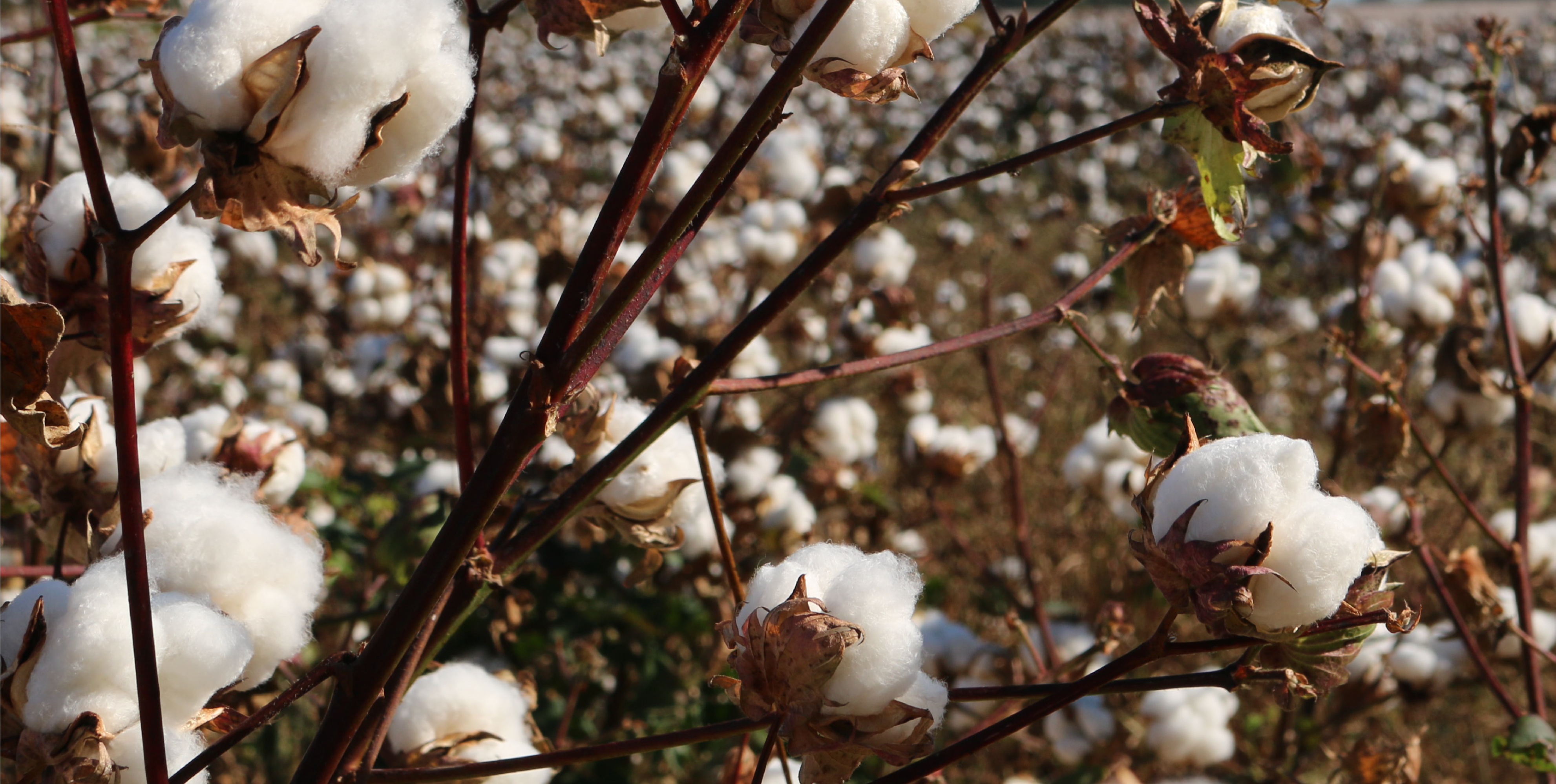 The Importance of Choosing Organic Cotton Clothing | The QT